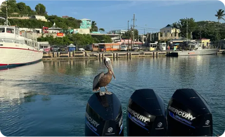 Pelican On Mercury Outboards